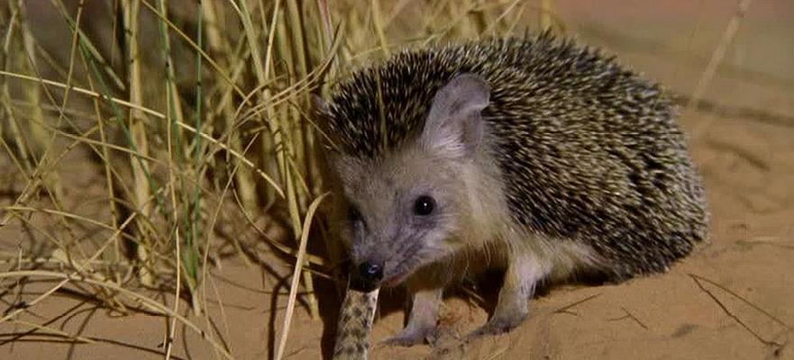 刺猬饮食禁忌指南:哪些食物不能喂?避开这些危险食物 刺猬饮食禁忌指南:哪些食物不能喂?避开这些危险食物
