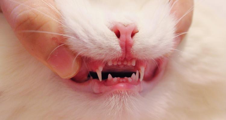 小猫门牙换牙过程与护理指南，助你守护爱宠口腔健康