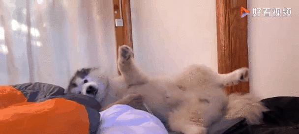 狗狗半夜离家出走的常见原因与科学应对方法