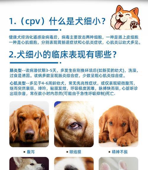 狗罐装病毒传播途径与症状详解，科学防控守护犬只健康