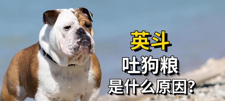 狗狗为何要吃狗粮?科学解析狗粮对犬类健康的关键作用 狗狗为何要吃狗粮?科学解析狗粮对犬类健康的关键作用