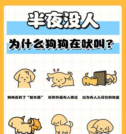 狗狗半夜离家出走的常见原因与科学应对方法