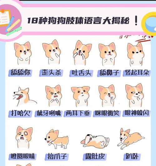 狗的眼神如何传递情感与信任？探索15种眼神背后的真诚与温暖