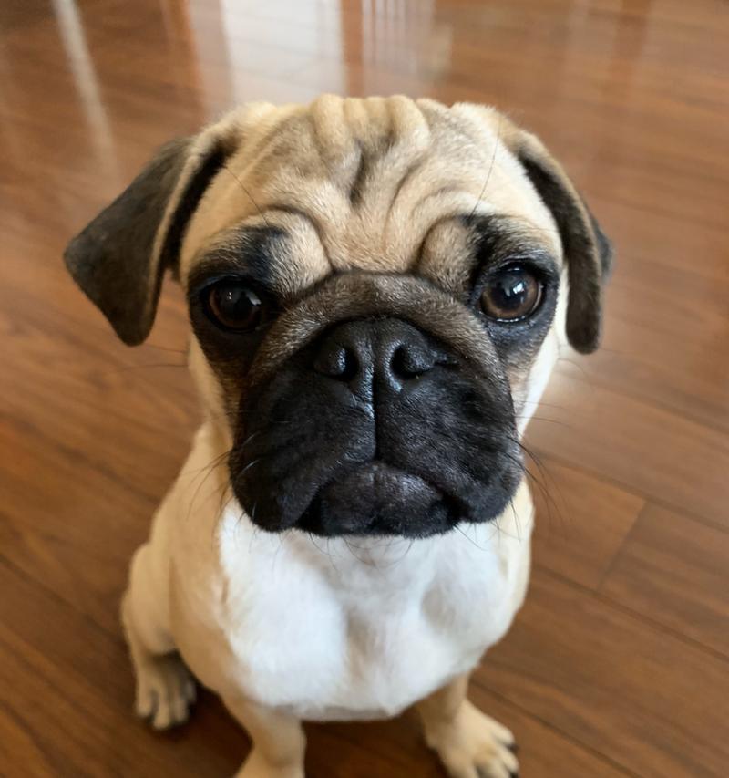 狗的眼神如何传递情感与信任？探索15种眼神背后的真诚与温暖