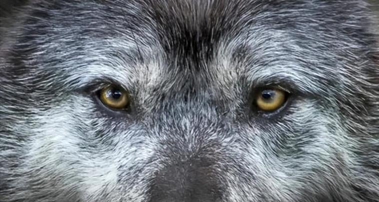 狗的眼神如何传递情感与信任？探索15种眼神背后的真诚与温暖