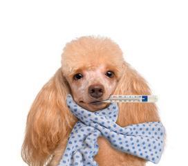 狗罐装病毒传播途径与症状详解，科学防控守护犬只健康