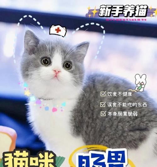 猫咪软便用药指南与日常护理全解析，助你守护爱宠肠胃健康