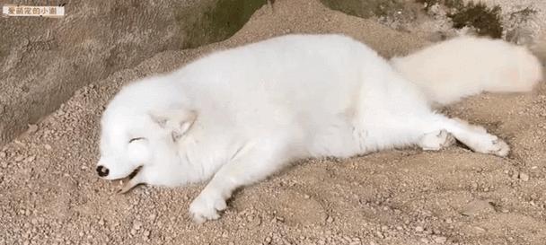 家庭养殖狐狸品种选择指南,适合家养的狐狸种类推荐 家庭养殖狐狸品种选择指南,适合家养的狐狸种类推荐