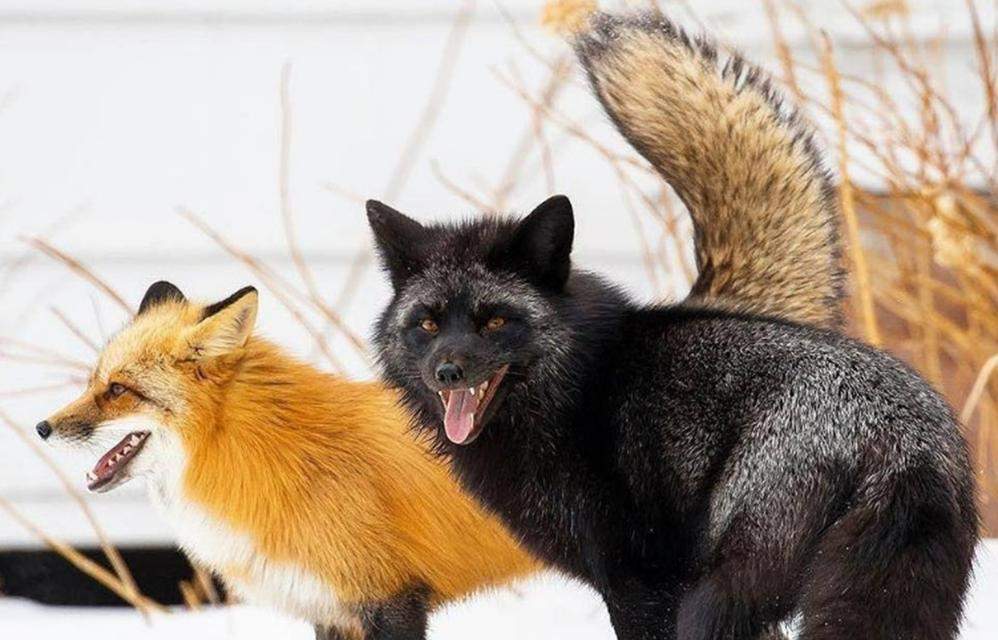 家庭养殖狐狸品种选择指南,适合家养的狐狸种类推荐 家庭养殖狐狸品种选择指南,适合家养的狐狸种类推荐