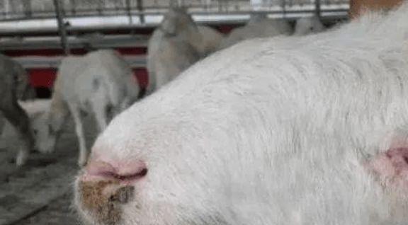 斗牛犬咳嗽用什么药？治疗方案与用药安全指南