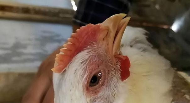 斗牛犬咳嗽用什么药？治疗方案与用药安全指南