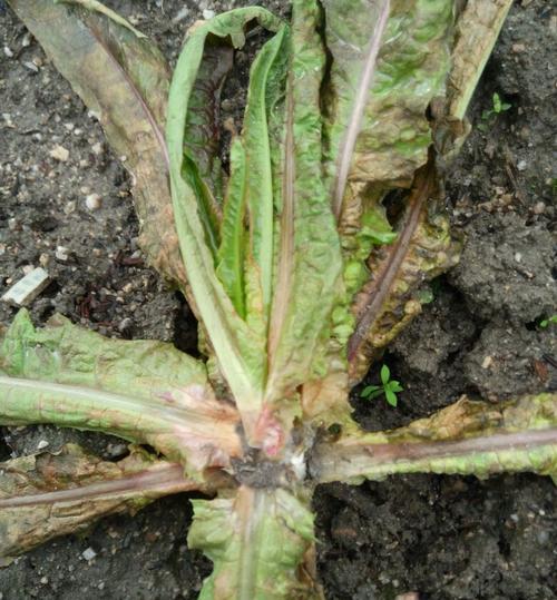 斗牛犬咳嗽用什么药？治疗方案与用药安全指南