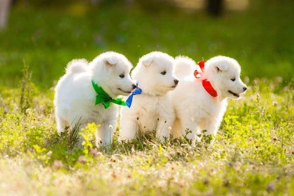 犬猫消化性溃疡的症状识别与专业治疗方案详解