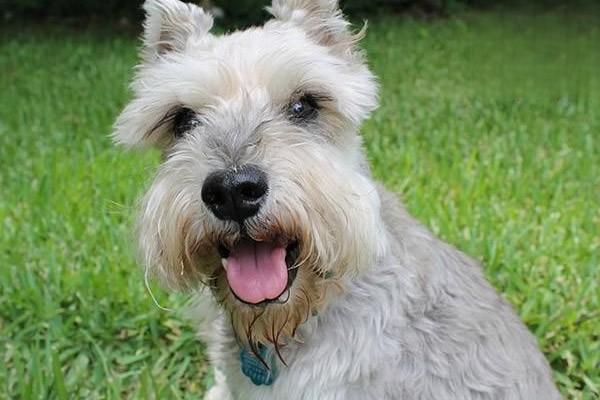 犬猫肠梗阻的症状识别与治疗方案详解,宠物主人必读指南 犬猫肠梗阻的症状识别与治疗方案详解,宠物主人必读指南