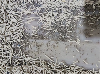 混合猫砂实测:无尘不粘底,可冲厕,结团表现如何? 混合猫砂实测:无尘不粘底,可冲厕,结团表现如何?