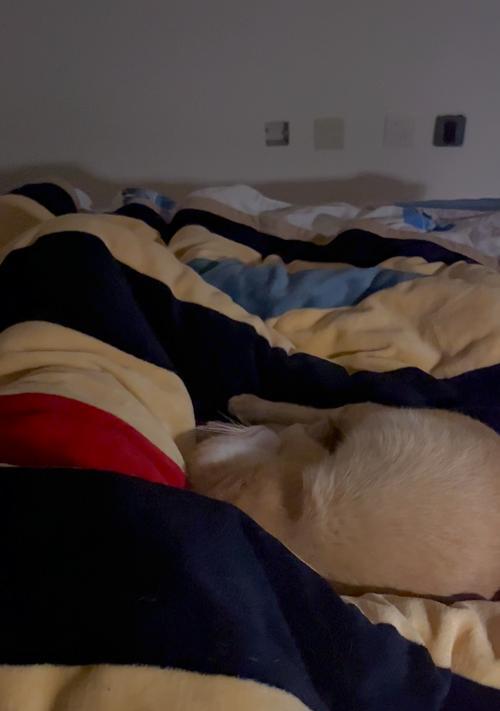 猫咪呼噜声的奥秘:情感表达与健康益处的科学解读 猫咪呼噜声的奥秘:情感表达与健康益处的科学解读