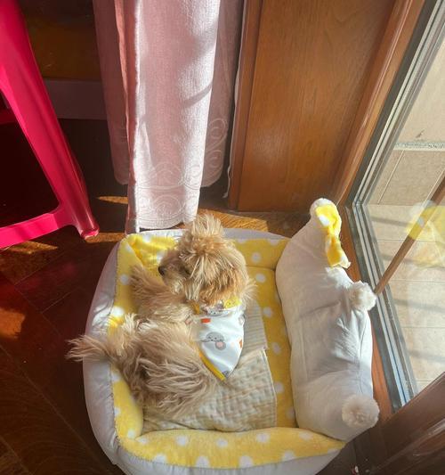 狗狗被咬后呕吐原因与应对方法，铲屎官必看