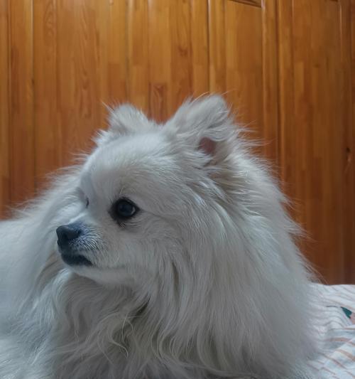 狗狗被咬后呕吐原因与应对方法，铲屎官必看