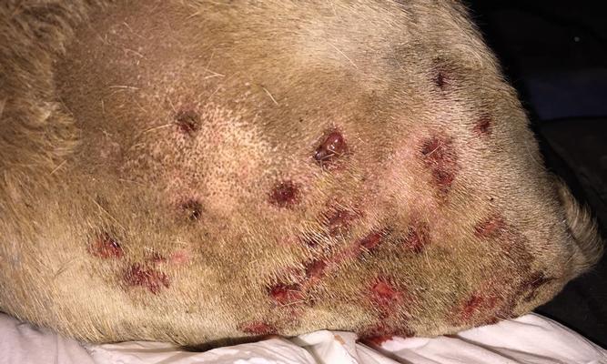 狗狗被咬后呕吐原因与应对方法，铲屎官必看