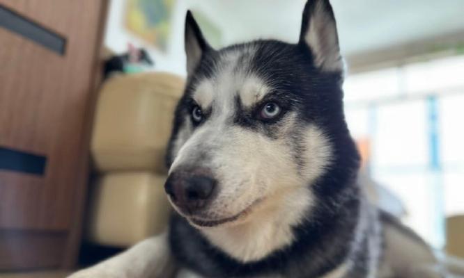 哈士奇幼犬饮食指南：营养需求与健康成长关键