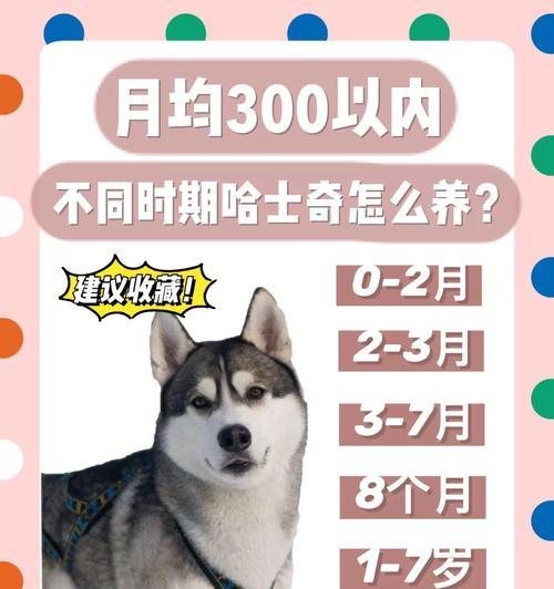 哈士奇幼犬饮食指南：营养需求与健康成长关键