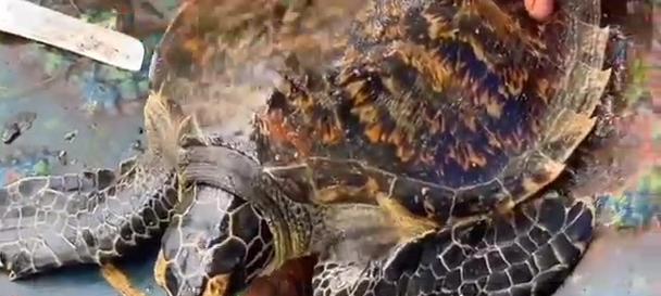 大海龟吃什么？揭秘其独特食性与海洋生存策略