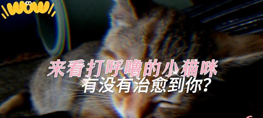 猫咪呼噜声的奥秘:情感表达与健康益处的科学解读 猫咪呼噜声的奥秘:情感表达与健康益处的科学解读