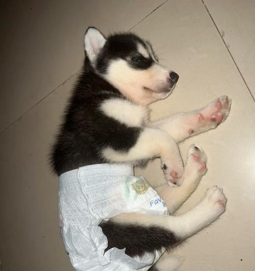 哈士奇幼犬饮食指南：营养需求与健康成长关键