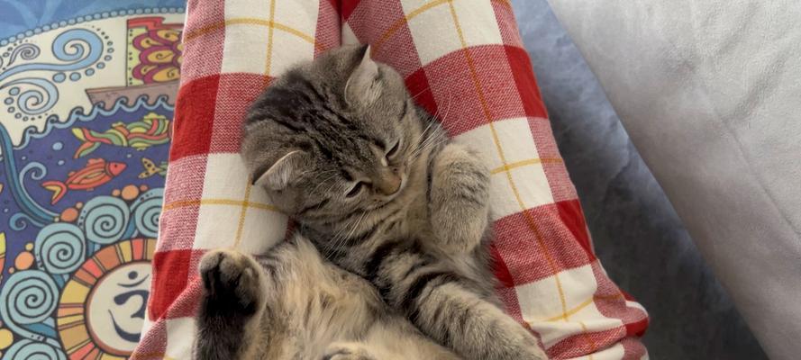 猫咪呼噜声的奥秘:情感表达与健康益处的科学解读 猫咪呼噜声的奥秘:情感表达与健康益处的科学解读
