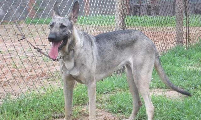 狗狗憋不住屎尿的常见原因分析与有效解决方法