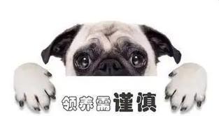 领养狗狗必读指南:注意事项与常见问题全解析 领养狗狗必读指南:注意事项与常见问题全解析