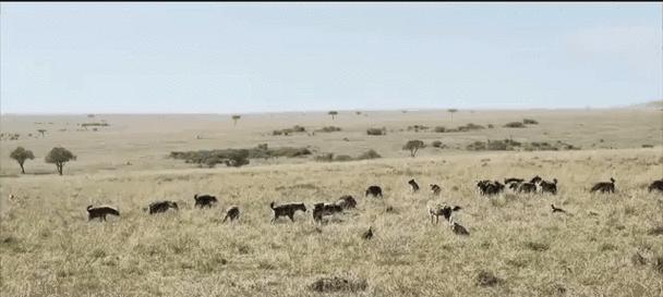 大海龟吃什么？揭秘其独特食性与海洋生存策略