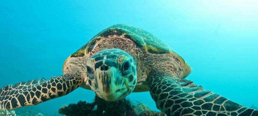 大海龟吃什么？揭秘其独特食性与海洋生存策略