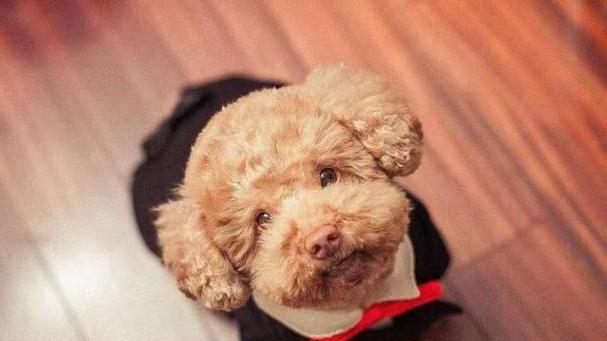 小狗剪胎毛的重要性与正确护理方法指南