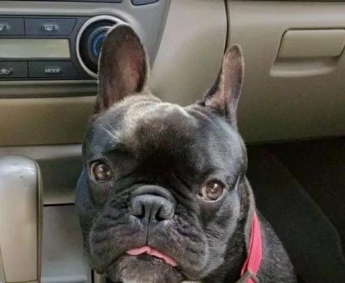 狗狗憋不住屎尿的常见原因分析与有效解决方法