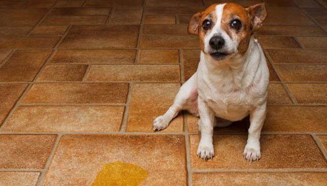 狗狗憋不住屎尿的常见原因分析与有效解决方法