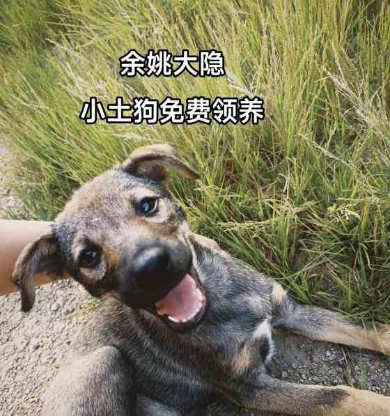 领养狗狗必读指南:注意事项与常见问题全解析 领养狗狗必读指南:注意事项与常见问题全解析