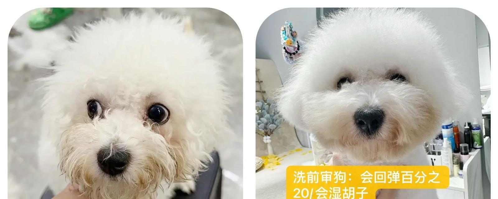 小狗剪胎毛的重要性与正确护理方法指南