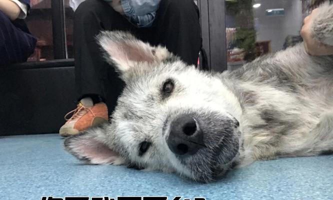 领养狗狗必读指南:注意事项与常见问题全解析 领养狗狗必读指南:注意事项与常见问题全解析