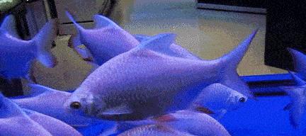 鱼类呼吸急促原因与适应机制解析,揭秘水下呼吸奥秘 鱼类呼吸急促原因与适应机制解析,揭秘水下呼吸奥秘