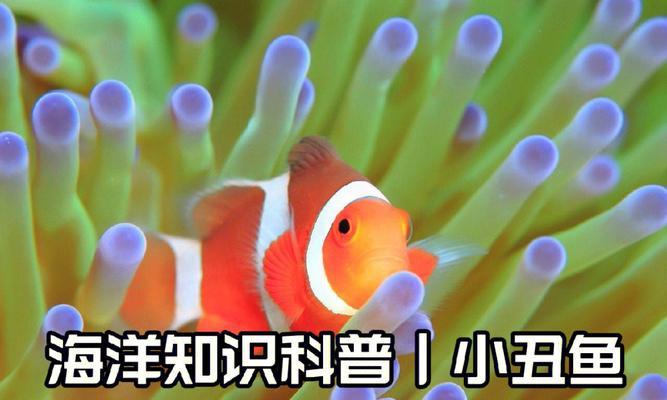 鱼类呼吸急促原因与适应机制解析,揭秘水下呼吸奥秘 鱼类呼吸急促原因与适应机制解析,揭秘水下呼吸奥秘