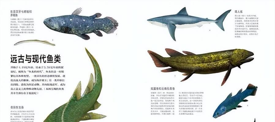 鱼类呼吸急促原因与适应机制解析,揭秘水下呼吸奥秘 鱼类呼吸急促原因与适应机制解析,揭秘水下呼吸奥秘