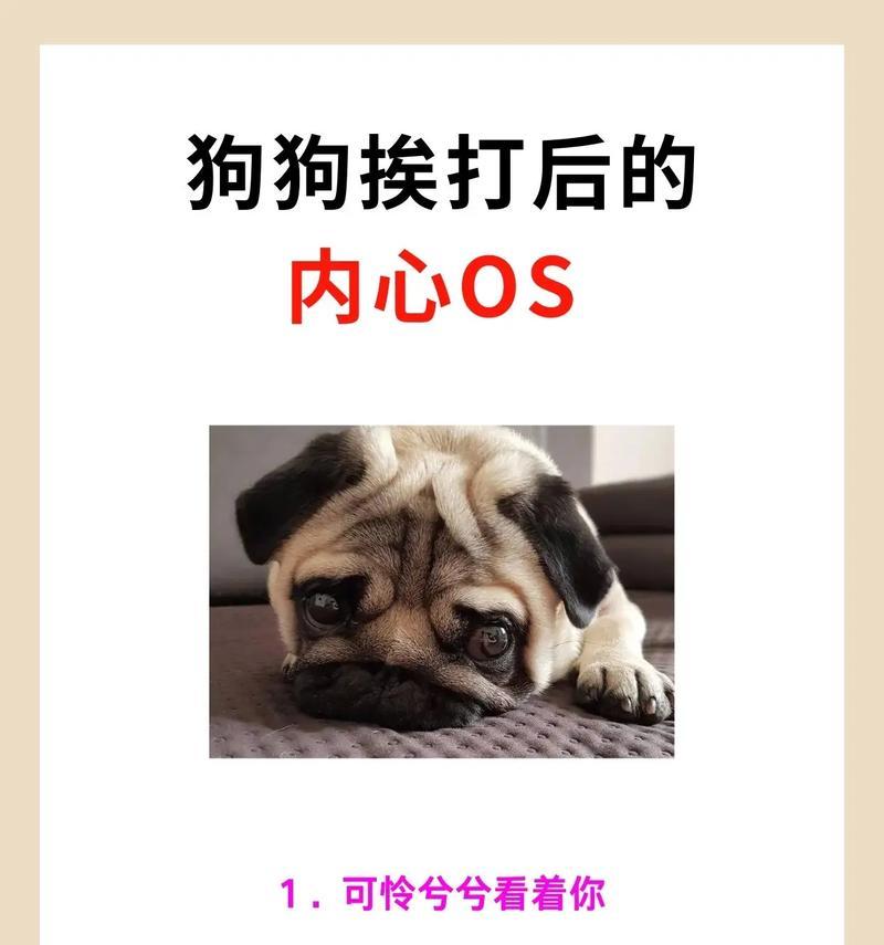 养狗前的15项必备准备，打造健康快乐的养狗生活指南