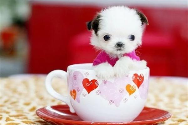 茶杯犬饲养全攻略：细致护理要点与日常管理技巧