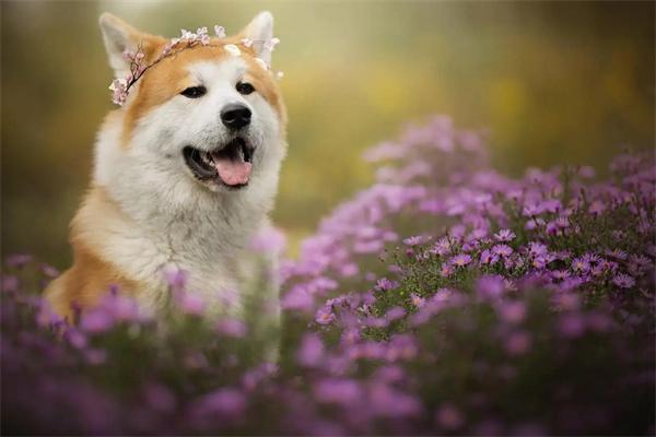 柯基犬需要断尾吗?解析尾巴功能与断尾必要性 柯基犬需要断尾吗?解析尾巴功能与断尾必要性