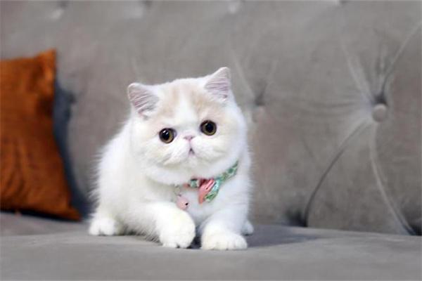 猫咪耳朵发热正常吗？判断原因与应对方法指南