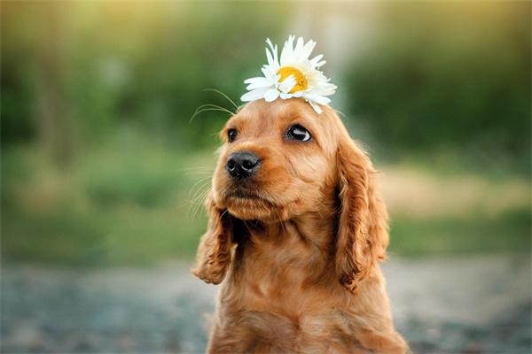 狗狗染色安全指南:健康护理与注意事项详解 狗狗染色安全指南:健康护理与注意事项详解