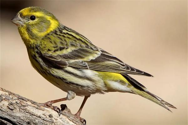 优质鸟饲料辨别指南,保障爱鸟营养健康 优质鸟饲料辨别指南,保障爱鸟营养健康