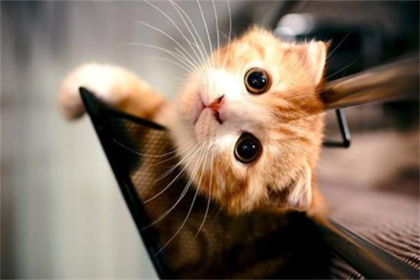 猫咪吃不胖原因解析与科学增肥方法，让猫咪健康长肉