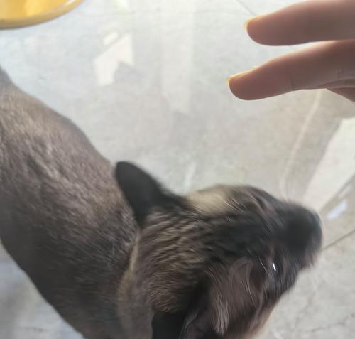 暹罗猫剃毛后毛色变黑的成因与科学护理方法